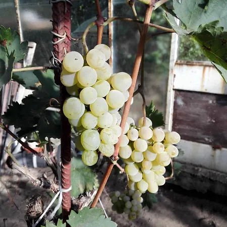 Dom Z Winnica *